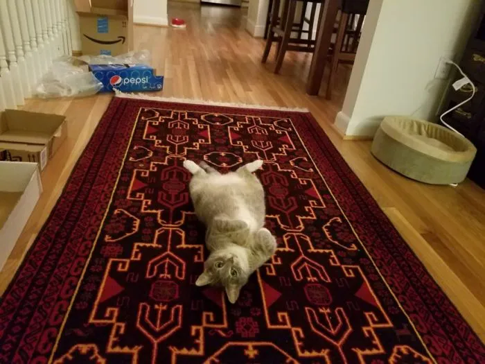What'cha Looking At? I'm Just Here Relaxing