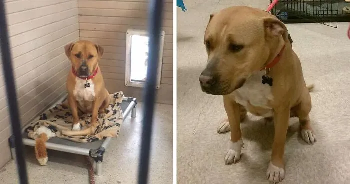 No One Wants To Adopt This Dog, And Shelter Staff Just Can’t Figure Out Why (UPDATED)