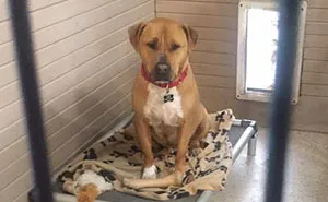 No One Wants To Adopt This Dog, And Shelter Staff Just Can’t Figure Out Why (UPDATED)
