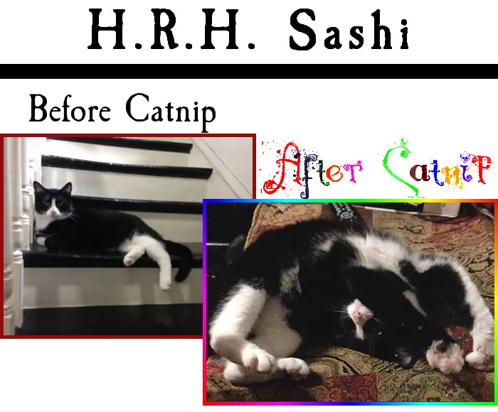 Catnip Is A Hell Of A Drug