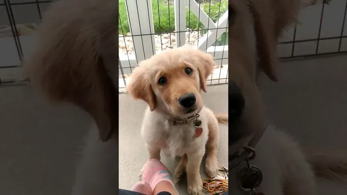 Warning: You Might Die From The Cuteness Overload