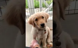 Warning: You Might Die From The Cuteness Overload