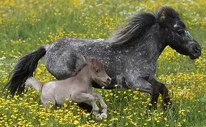 Meet The Smallest Horse In The World