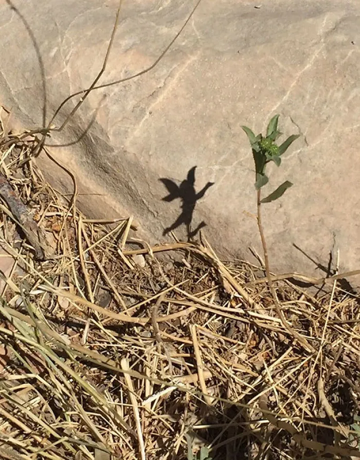 La sombra de esta planta parece un hada danzarina