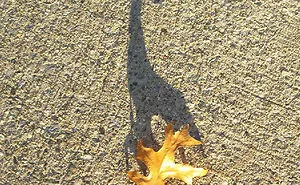 184 Incredible Shadows That Will Make You Look Twice