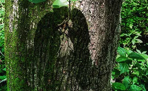 184 Incredible Shadows That Will Make You Look Twice
