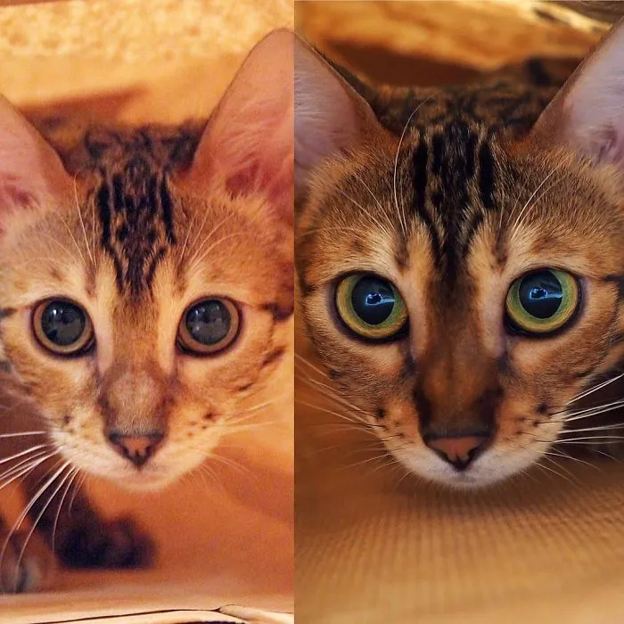 Simba The Bengal 5 Month & 15 Month