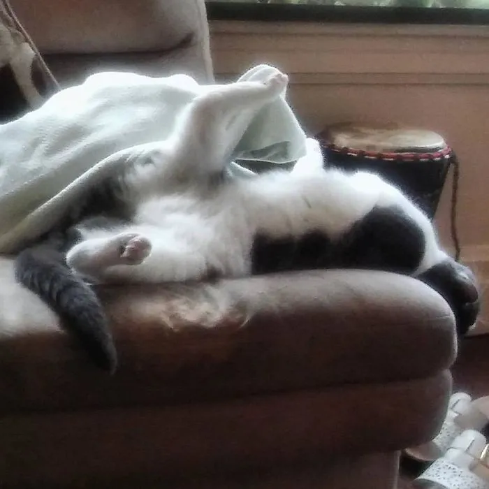 My Strange Cat!