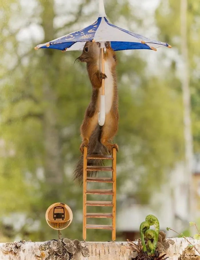 Squirrels Seeks Shelter Under Miniature Umbrella Amid Heavy Rain