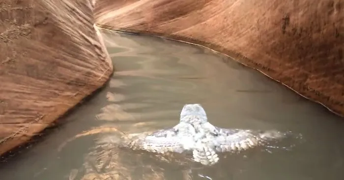 Hikers Capture Owl 'Swimming' For Its Life In The Canyon