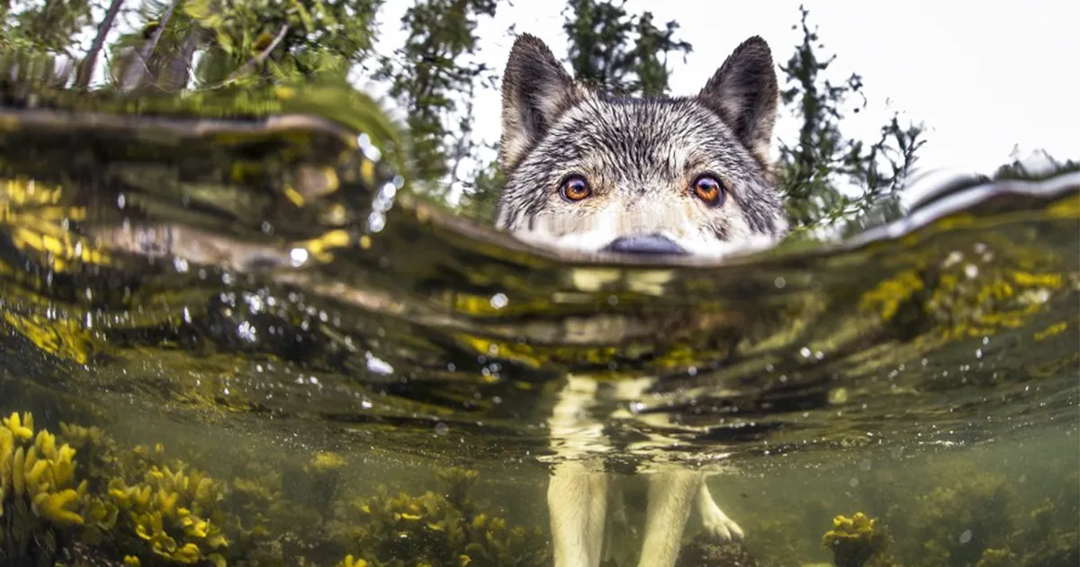 Estos curiosos lobos de mar viven junto al océano y pueden nadar durante horas