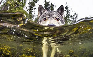 Estos curiosos lobos de mar viven junto al océano y pueden nadar durante horas