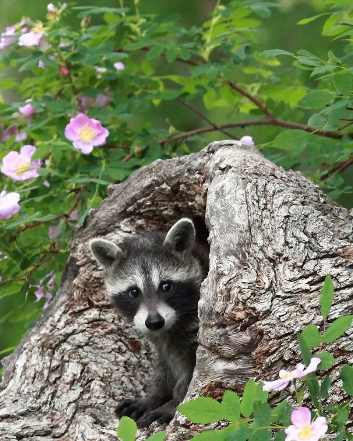 86 Trash Panda Pics That Prove They're The Cutest Animal In The World