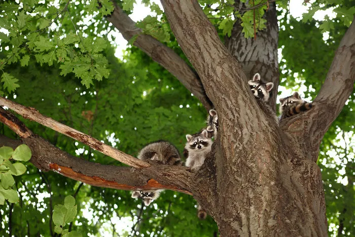 86 Trash Panda Pics That Prove They're The Cutest Animal In The World