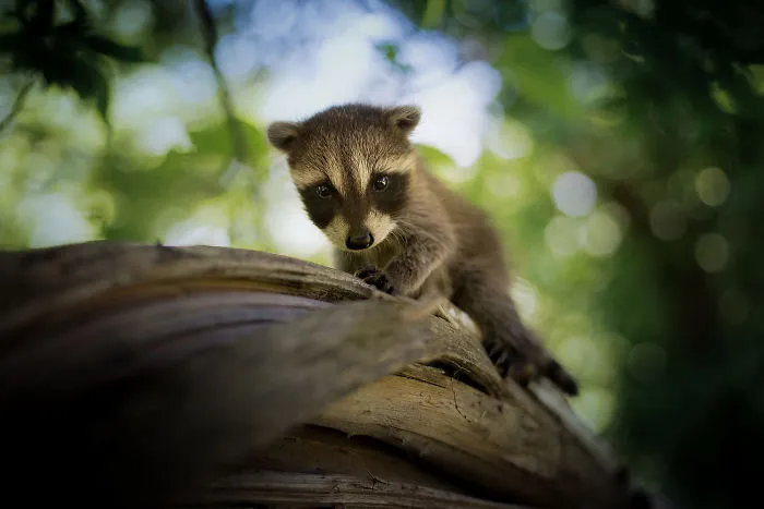 86 Trash Panda Pics That Prove They're The Cutest Animal In The World