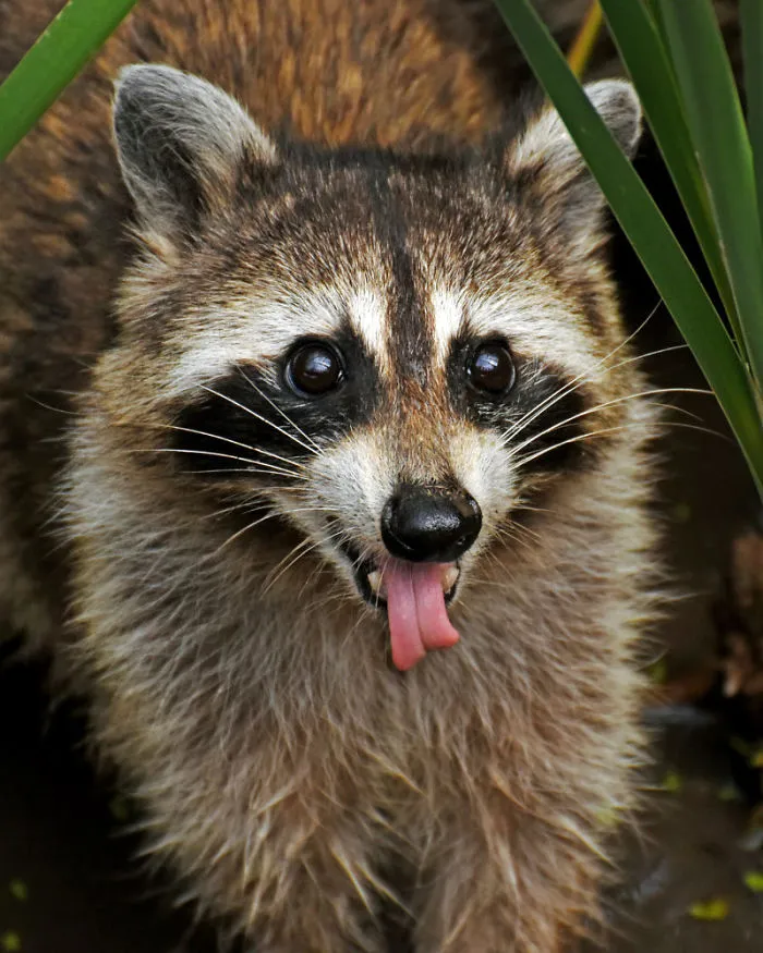 86 Trash Panda Pics That Prove They're The Cutest Animal In The World