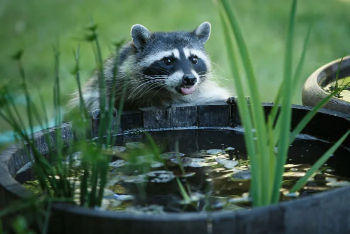 86 Trash Panda Pics That Prove They're The Cutest Animal In The World