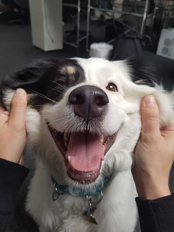66 Squishy Dog Cheeks That Are Impossible To Resist Squishing