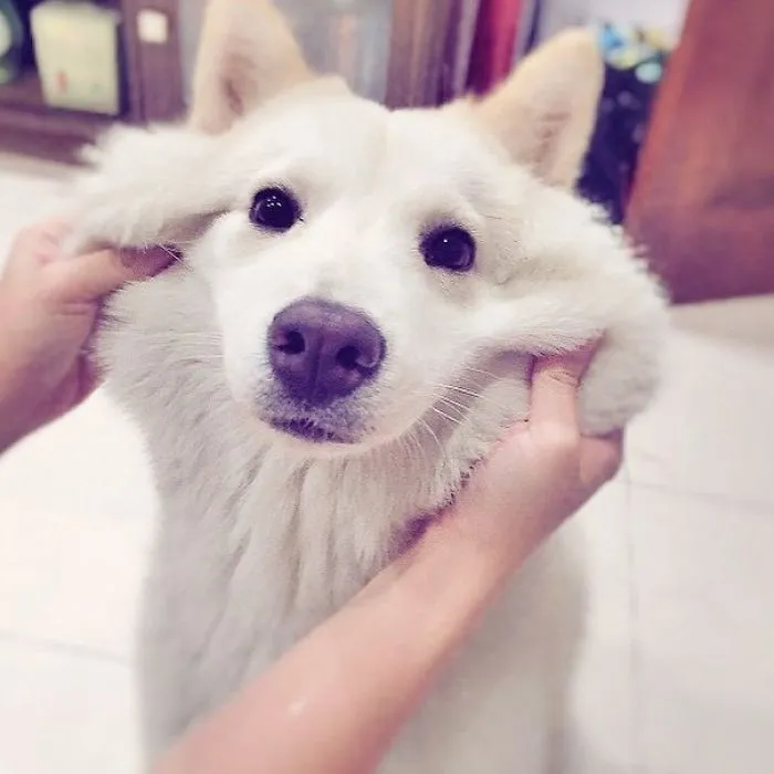 66 Squishy Dog Cheeks That Are Impossible To Resist Squishing