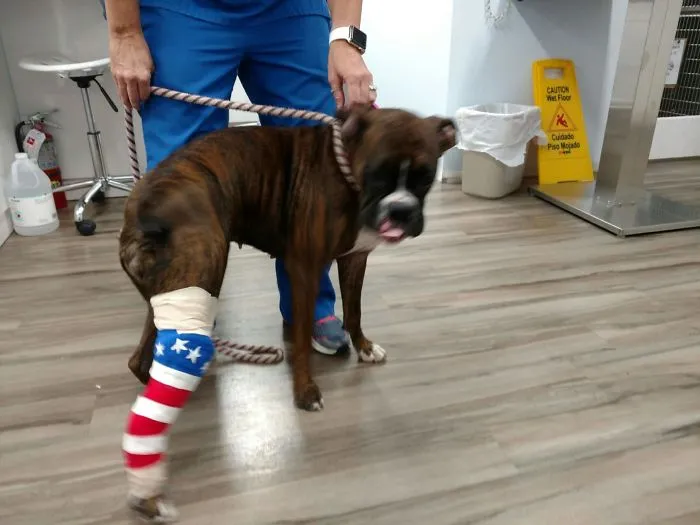 My Wife Works For A Vet And This Is How They're Doing Their Bandages Today