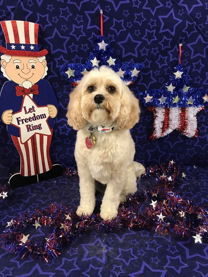 Who's A Patriotic Boy?