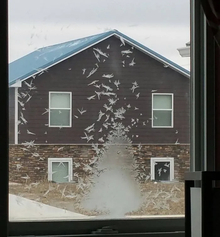 La escarcha de mi ventana parece pájaros volando de un abeto
