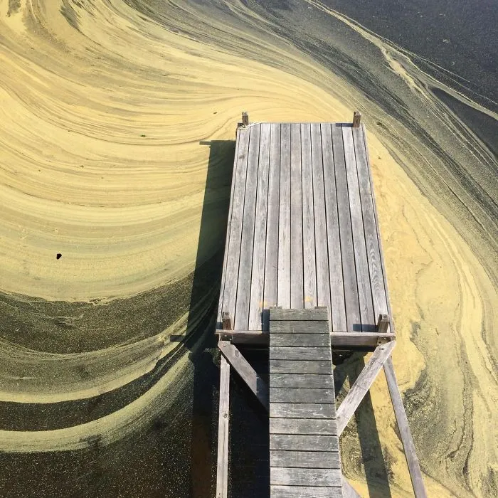 Pollen That Formed On The Water Looks Like Artwork