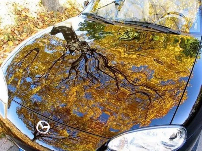 Accidental Monet