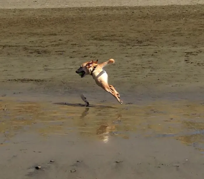 What Happens When You Take A Panoramic Photo And Your Dog Runs Into The Shot