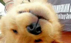 210 Times Golden Retriever Puppies Were The Purest Thing In The World
