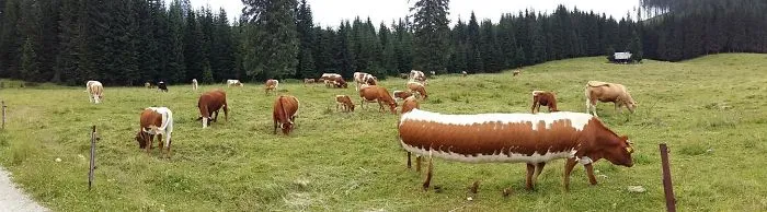 La vaca decidió moverse