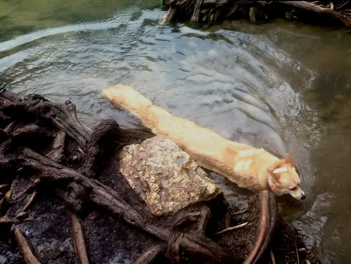 Corgi nadando + panorámica