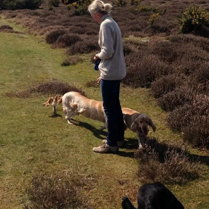 Long Dog Is Long
