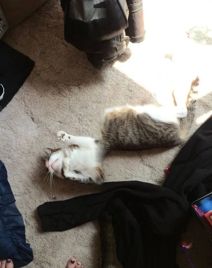 I Tried (And Failed) To Take A Panoramic Picture Of My Cat