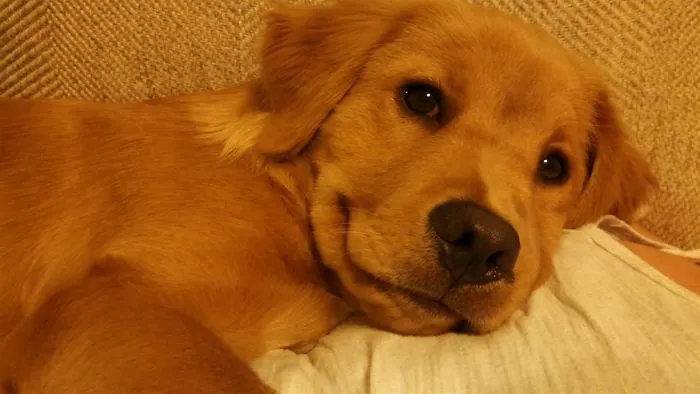 Sonrisa