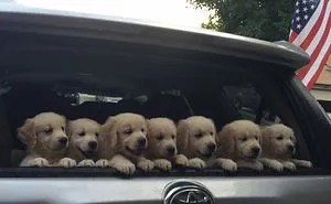 210 Times Golden Retriever Puppies Were The Purest Thing In The World
