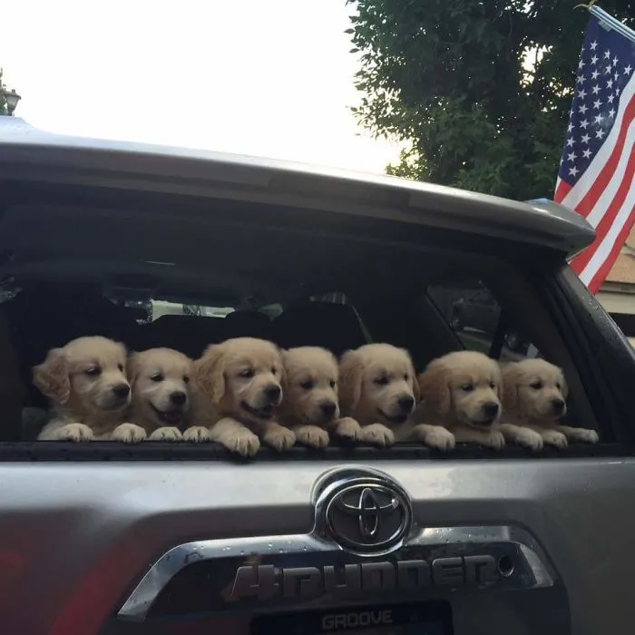 Horda de cachorros