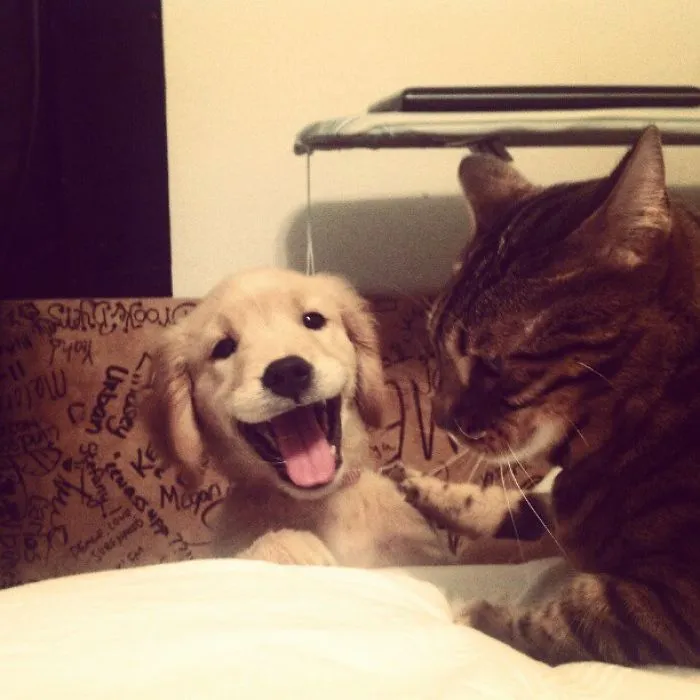 Haciéndose amigo del gato