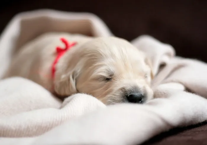 2 Weeks Old