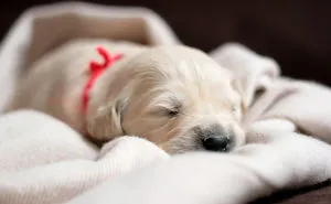 210 Times Golden Retriever Puppies Were The Purest Thing In The World