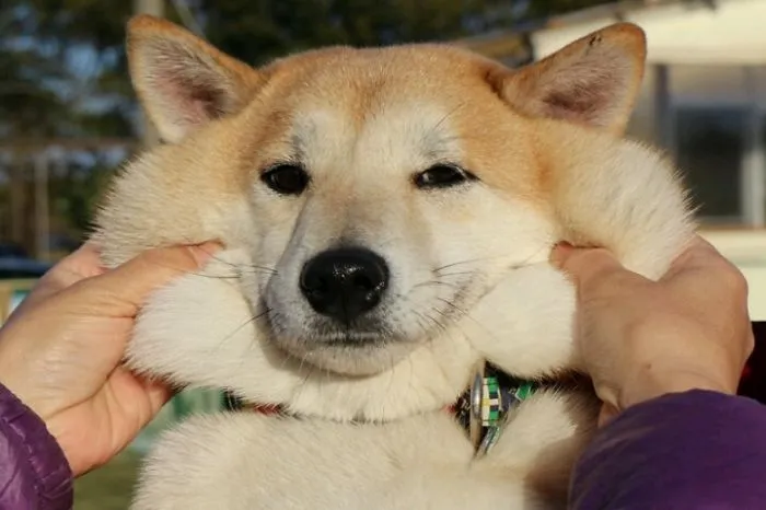 10+ Perros con mofletes blanditos que necesitas pellizcar