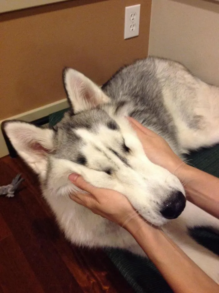 10+ Perros con mofletes blanditos que necesitas pellizcar