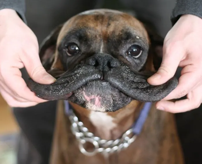 10+ Perros con mofletes blanditos que necesitas pellizcar
