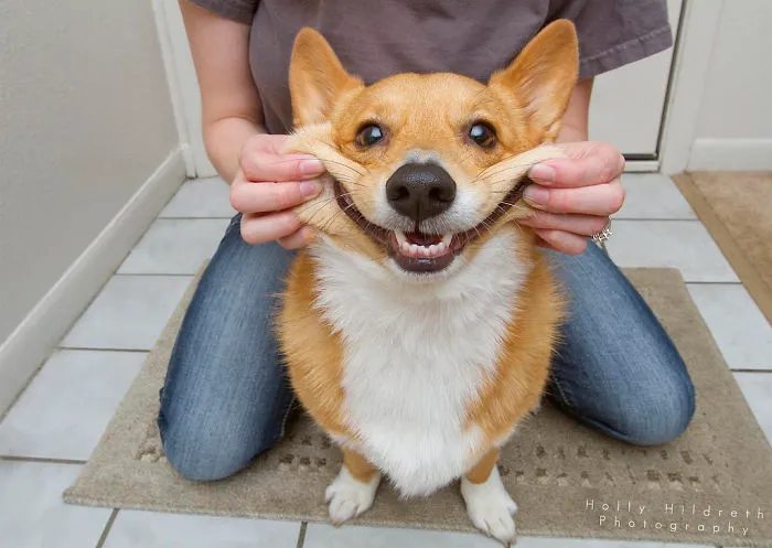 66 Squishy Dog Cheeks That Are Impossible To Resist Squishing