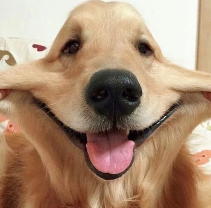 66 Squishy Dog Cheeks That Are Impossible To Resist Squishing