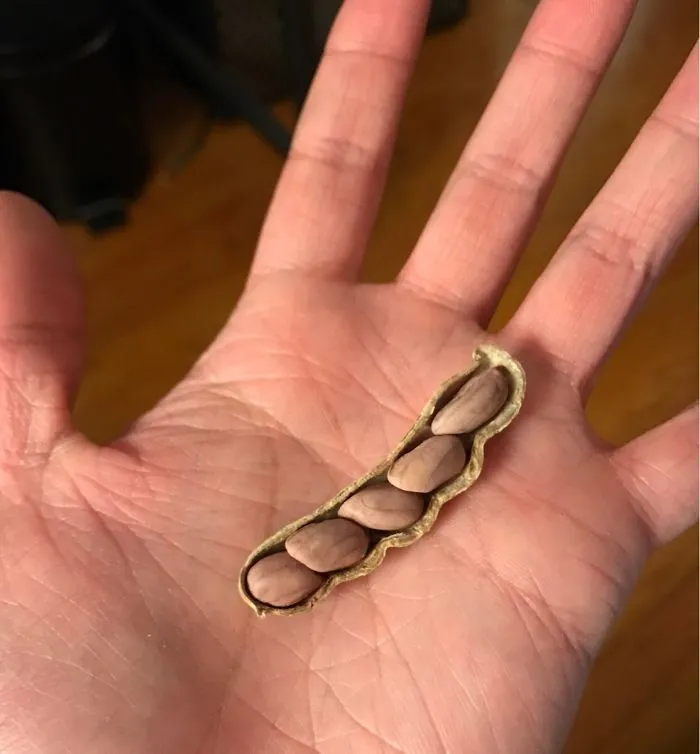 5 Cacahuetes en uno