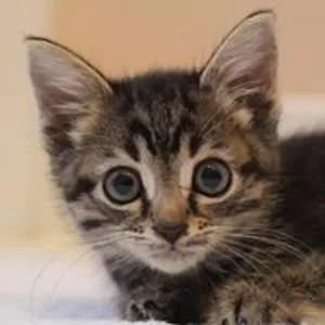 Cat Adoption and Rescue Effort