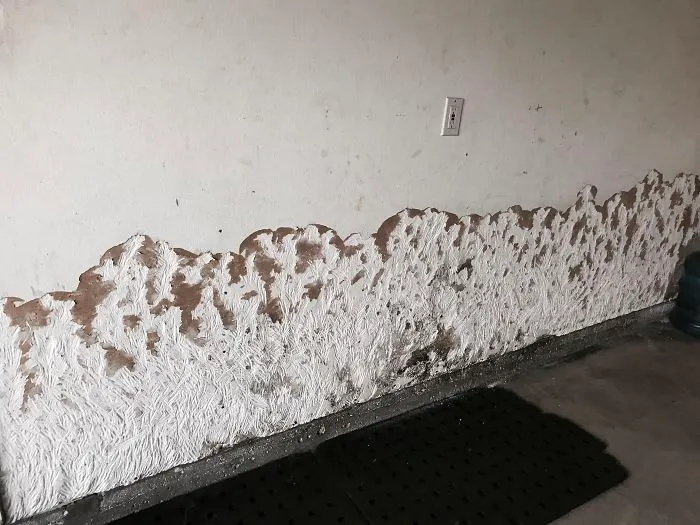 This Dog Scratched Wall, Looks Like A Painting Of Snow Covered Mountains