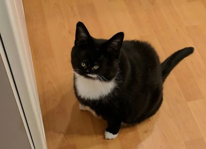 People Are 'Breeding' Cats With Tiny Faces, And We Can't Decide Whether They're Cute Or Scary (Add Yours)