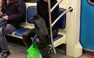 176 Of The Weirdest People Ever Spotted Riding On The Subway